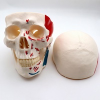 Modelo de cráneo 1:1 con puntos de origen e inserción muscular, marcadores numerados y dientes humanos simulados desmontables