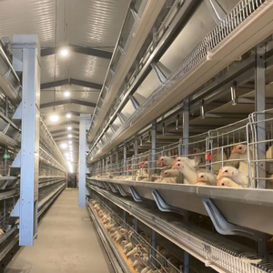 Système de cages à <span class=keywords><strong>poules</strong></span> pondeuses haut de gamme avec alimentation et abreuvement automatiques, collecte d'œufs et solutions de système d'évacuation automatique du fumier - Product Image 1