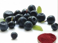 Poudre d'extrait de fruit d'açaï de qualité alimentaire supérieure, 100 % pure et naturelle, haute pureté 99 %, certifiée ISO9001, en fût/bouteille