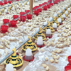 उच्च गुणवत्ता वाले पोल्ट्री फार्मिंग चिकन फीडिंग लाइन उपकरण स्वचालित ब्रोइलर पैन फीडर सिस्टम - Product Image 6