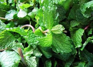 高品質のミントの葉Mentha Haplocalyx Briqパウダーペパーミント (Mentha piperita) エキス - Product Image 5