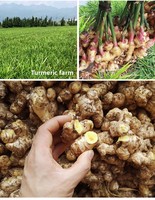 Bubuk Jahe Kering Utuh Tanpa Sulfur, Jahe Mentah Alami, Bumbu Kualitas Makanan, 50Kg Grosir Dari Guangxi Herbal Tea