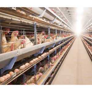 Machines automatisées pour poules pondeuses <span class=keywords><strong>Cage</strong></span> en batterie pour poules pondeuses à 8 niveaux Cages pour poules pondeuses Fermes avicoles pondeuses galvanisées à chaud - Product Image 1