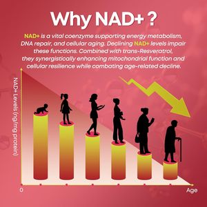 วิตามินกัมมี่ OEM NAD+ ไบโอติน วิตามิน K2 D3 คอลลาเจน เรสเวอราทรอล เคราติน เบอร์เบอรีน บำรุงผม ผิว เล็บ ข้อต่อ สำหรับผู้ใหญ่ อาหารเสริมเพื่อสุขภาพที่ดีขึ้น - Product Image 1