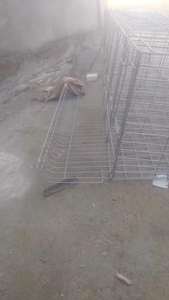 Granja Avícola de Pequeña Escala, 1 Gallina, 1 Puerta, 54 Pollitos - Product Image 3