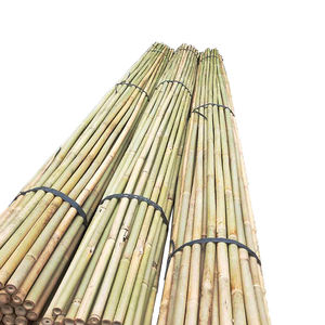 <span class=keywords><strong>2m</strong></span> 18-20mmPiquets de plantes Bâtonnets de <span class=keywords><strong>bambou</strong></span> naturel de jardin pour intérieur et extérieur pour tomates, haricots, plantes <span class=keywords><strong>en</strong></span> <span class=keywords><strong>pot</strong></span> - Product Image 5