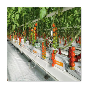 Serra agricola <span class=keywords><strong>pomodoro</strong></span> vivaio pianta supporto per la vita semi di irrigazione sacchetto di plastica in polietilene per piante - Product Image 2