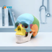Simulación de suministro de fábrica de recursos didácticos Mini modelo de cráneo colorido anatómico humano tamaño pequeño
