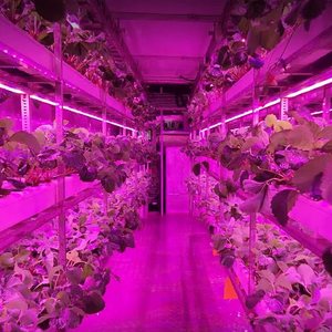 Luz LED Inteligente Automatizada de Espectro Completo para Cultivo, Caja de Cultivo Vertical Hidropónico de 40 pies, Contenedor para Cultivo de Fresas - Product Image 4