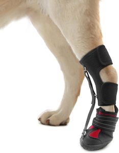 Drop Foot Brace with Reel,Corrective <strong>Dog</strong> Shoes to Safely Lift Toes for Foot Issues, Arthritis Improving Walking Gait in <strong>Dogs</strong> - Product Image 1