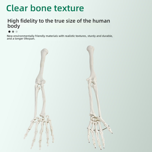 170CM PVC Ganzkörper-Skelett modell Scapula Humerus Sternum Rippen Ulna Radius Becken Ilium Patella Fibula Tibia Anatomie Modell - Product Image 5