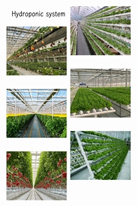 חממות חקלאיות חד-ממדיות מפלסטיק עם מערכת הידרופונית ללא אדמה מסוג NFT למכירה - Product Image 4