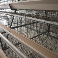 Cage à batterie galvanisée à chaud à 4 niveaux de type A avec ceinture de nettoyage automatique du fumier.