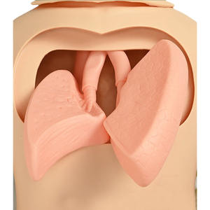 Maniquí de Entrenamiento de Enfermería Multifuncional Avanzado (Masculino) para Enseñanza y Práctica en Escuelas de Medicina, Pintado a Mano en PVC/Plástico - Product Image 2