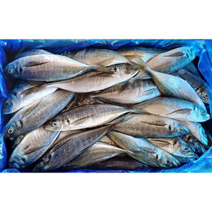 Caballa de caballo Pescado Congelado Caballa de caballo redonda entera Precio Caballa de caballo japonesa Pescado - Product Image 1