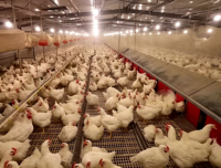 Équipement d'élevage avicole, hautement stable et bien ventilé, adapté à l'élevage de poulets, de canards et d'oies