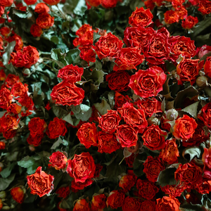 Flores de Rosa Secas de Alta Qualidade para o Dia das Mães, Formaturas, Natal, Velas Aromáticas para Casa, Decoração de Casamento DIY, Flores REAIS de Longa Duração - Product Image 1