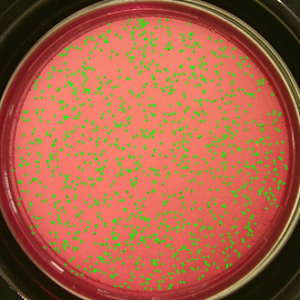 Contatore automatico della colonia per il conteggio dei microrganismi, attrezzatura di laboratorio - Product Image 2