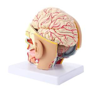 Modèle anatomique du cerveau humain de la structure de la tête humaine détachable et assemblage des vaisseaux sanguins tronc cérébral et nerfs - Product Image 5