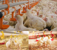 Conception de poulailler préfabriqué pour élevage de poulets de chair, structure en acier pour fermes avicoles de 10 000 poulets, fournitures