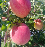Verse FUJI rode appels, zoete vruchten, export groothandel, beste prijs, China FUJI appel