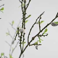Branches de saule artificielles réalistes de 96 cm, fausses brindilles séchées pour décoration d'arche de mariage, style printanier, design de plafond pour salon et café