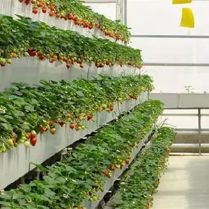 Çilek ve domates için gıda sınıfı sebze hidroponik yetiştirme sistemleri nft kanal oluk dikim Trough