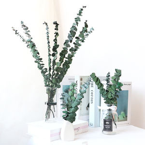 Vente en gros de <span class=keywords><strong>fleurs</strong></span> d'eucalyptus <span class=keywords><strong>stabilisées</strong></span> en feuilles d'eucalyptus de haute qualité pour les occasions de remise de diplômes bon marché - Product Image 2
