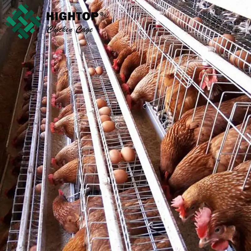 120 cages pour poulets Cages de batterie de ponte de type A d'équipement avicole