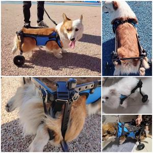 XS-M Pet Fauteuil Roulant En Alliage D'aluminium PP Polyester Réglable Pliant Chien Fauteuil Roulant Handicapé Personnes Âgées Chien Jambe Soutien Animaux Produits - Product Image 3