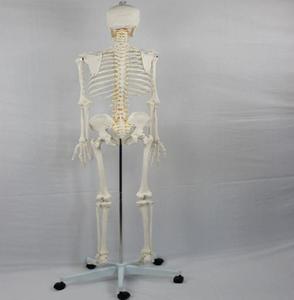 Modèle <span class=keywords><strong>de</strong></span> <span class=keywords><strong>squelette</strong></span> humain <span class=keywords><strong>de</strong></span> 170 cm pour <span class=keywords><strong>la</strong></span> science médicale, avec crâne, modèle scientifique éducatif, <span class=keywords><strong>squelette</strong></span> complet du corps humain - Product Image 4