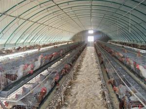 Bán buôn bền prefab ngành công nghiệp cường độ cao Thiết kế kết cấu thép hội thảo cho thức ăn chăn nuôi nhà máy - Product Image 6