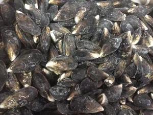 Kerang Biru Utuh, Kerang Biru Utuh yang Telah Dimasak, Kerang Utuh Beku