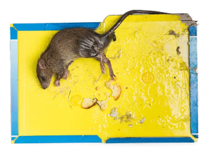 Trampa Adhesiva Desechable para Ratas y Ratones, Uso Agrícola, Material de Papel Ecológico - Product Image 2