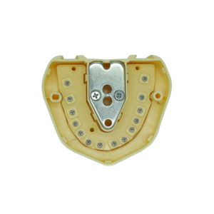 Nha khoa Modle tiêu chuẩn cho nghiên cứu nha khoa mô hình giáo dục học sinh nha khoa - Product Image 4
