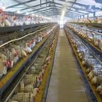 Bâtiment de ferme avicole commercial en acier préfabriqué Bâtiment de ferme avicole Structure en acier Poulailler poulailler pour 3000 poulets