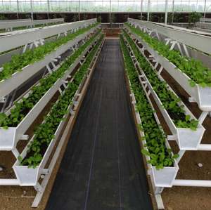 Sistema Hidropónico/Aeropónico Comercial para Cultivo de Fresas en Invernadero con Canales de PVC - Product Image 4