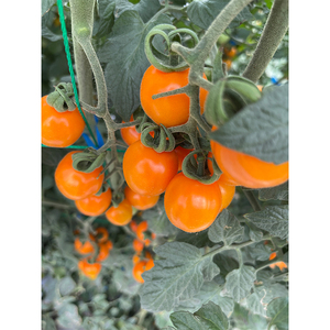 Dolce succosa piccola ciliegia gialla pomodoro frutta fresca cina frutta - Product Image 2