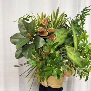 Plante artificielle Jinxi à tige unique 30cm-100cm Décoration d'intérieur Salon Décoration de bureau - Product Image 2