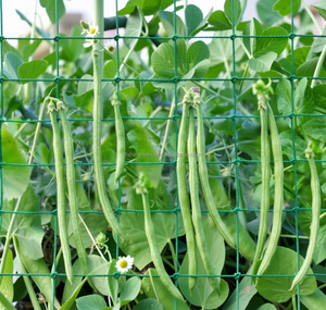 Malla de Soporte para Plantas de Primera Calidad, Máximo Rendimiento, Alta Densidad, Borde Firme, Ancho 1m 25cm, para Habas, Maximiza el Espacio, <span class=keywords><strong>España</strong></span> - Product Image 2