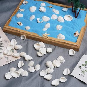 Nhỏ màu trắng biển vỏ 330g 140 ~ 160pcs số lượng lớn Tiny seashells cho nghề trang trí nội thất 1/2 " - 1 1/4" tự nhiên sò điệp vỏ - Product Image 6