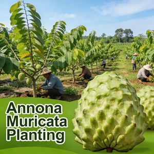 Huile de Graviola 100% Pure et Biologique du Fabricant, Huile de Corossol Biologique en Gros, Huile de Nigelle Biologique, Marque Privée - Product Image 5