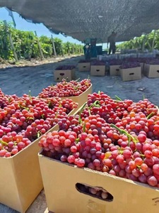 Uva roja sin semillas de temporada cristalina, pasas, fruta fresca crujiente y dulce, caja entera, uso al por mayor como comida - Product Image 5