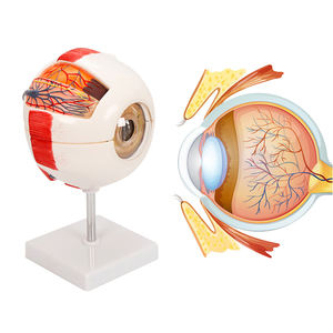 Modèle anatomique d'œil humain ADA BIX-A1061A blanc avec grossissement pour la science médicale Shanghai - Product Image 2