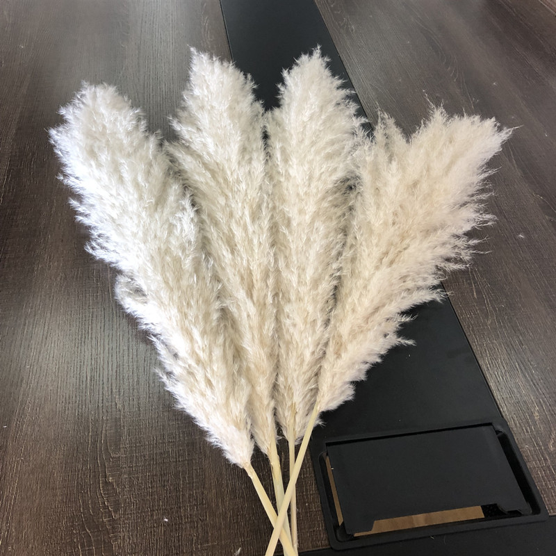Erba di Pampa Beige 70CM+ / pezzo