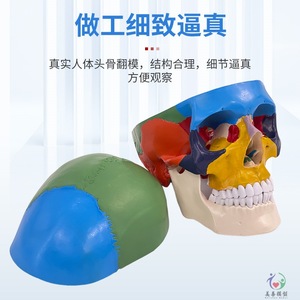 Crâne humain à l'échelle 1:1, crâne adulte grandeur nature, modèle de crâne pour l'enseignement, la médecine et l'esthétique. - Product Image 2