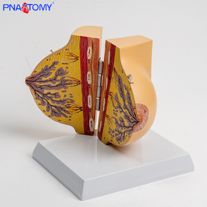 Y tế nữ mô phỏng vú Mô hình giải phẫu cho sản khoa và phụ khoa sau sinh sửa chữa đào tạo, vú nâng cao - Product Image 3