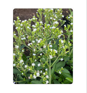 Elektrolit peynir altı suyu <span class=keywords><strong>Protein</strong></span> konsantresi ile karıştırılmış şekersiz yetişkinler için toz elektrolit içecek - Product Image 6