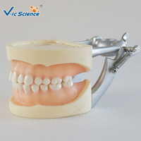 Modelo Dental de 28 Dientes con Encía Suave, Articulador DP con Tornillo Removible para Prácticas de Enseñanza, Certificaciones CE, ISO, ROHS, CNAS