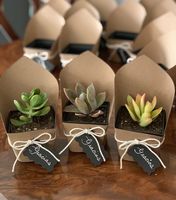 Prix d'usine échantillon gratuit carton ondulé personnalisé en pot plante intérieure expédition plante boîte d'emballage